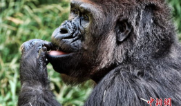 大猩猩交配视频,揭秘原始森林中的交配奥秘